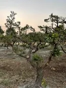 羅漢松 盆栽造景樹 (另有售真柏、黑松其他果樹)