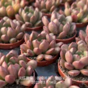 沅鈺農場   多肉植物   一吋盆/紅寶石