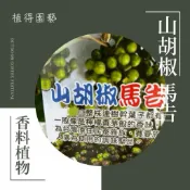 山胡椒 馬告苗｜原住民香料植物｜可食用香料樹｜庭院果樹盆栽
