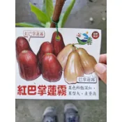 卉迎園藝 紅巴掌蓮霧 4.5吋盆 高壓苗 高度60-70公分 單價240元