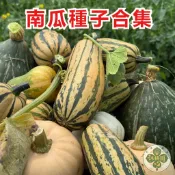 南瓜種子合集 多品種南瓜子 金瓜 番瓜 飯瓜 栗子南瓜種子 東昇南瓜 西洋南瓜 盆栽地植 家庭菜園