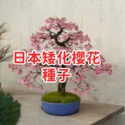 🥬🥑現貨速寄【日本矮化櫻花種子】八重櫻 盆景用 櫻花種子 日本來源 四季可種 花苗 庭院陽台 盆栽 植物 花籽 居家綠化