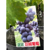 巨峰 葡萄｜4吋苗植袋～高壓果樹苖木⋯🍇