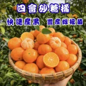 【四會砂糖橘】快速產果 矮化嫁接苗 果樹盆栽 陽台果園 水果苗 果樹苗 柑橘類 砂糖橘 砂糖橘苗