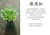 心栽花坊-羅漢松/3吋/小品/松/杉/柏/檜/售價55特價45