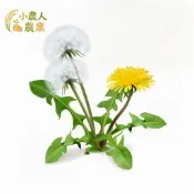 現貨隔日達 西洋蒲公英種子 婆婆丁籽 多年生草本種籽 食用蒲公英 食用花籽 多年生草花 陽台盆栽 庭園香草籽 野菜種子