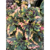 Mien米恩/米恩獨家育種/墨莓彩葉草(3吋)/雨林/觀葉/網/IG/室內/植栽/