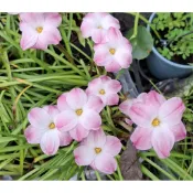 玫森 風雨蘭 蔥蘭 韮蘭 草莓聖代 莉莉派 重瓣蘇里瑞克 蝴蝶夫人 蜜橘之夢  忠誠的魅力 水蜜桃蛋糕 小幾何 觀花植物