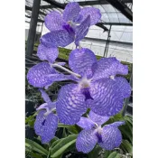 Vanda coerulea大花萬代進口株/稀有萬代滿少出現的/3吋盆/泰國實生苗/進口成株/蝴蝶蘭環境