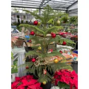 一葉植富 南洋杉 8吋盆 聖誕樹 特價600元