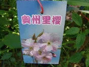 ╭＊田尾玫瑰園＊╯櫻花苗-(澳洲里櫻)3.5吋高30-40cm200元