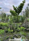 【盛宏園藝】金鑽羅漢松︱造型金鑽羅漢松︱頭徑約8公分，高度180公分︱庭園植袋金鑽羅漢松GA1602