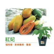 E01木瓜苗 兩性株 組織培養苗 紅妃木瓜 矮種木瓜苗 紅肉木瓜 膝蓋高就開始結果 紅妃，組織木瓜