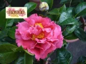 ╭＊田尾玫瑰園＊╯優良茶花--(錦紅)