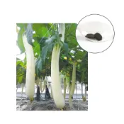(店+)【蔬菜之家】G43-1.翠白絲瓜種子2顆一代交配 瓜身白色，瓜柄頂端綠色，皮薄，光滑，果長約30 40公分
