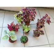 彩葉草(多款)/紫蘇葉/斑葉赤道櫻草/薄荷3吋盆
