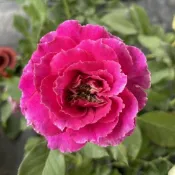 《草藥》 🈶貨 🌟強香🌟🌹 玫瑰花盆栽苗 🌹 玫瑰苗 🌹 玫瑰花苗 🌹 玫瑰盆花 🌹玫瑰花🌹