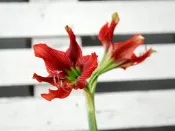 【Style】Amaryllis 孤挺花Crimson Butterfly(紅鳳蝶)大中小球