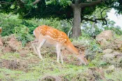 【Lion Travel 雄獅旅遊】馬祖旅遊｜南北竿大坵島．八八坑道.枕戈待旦.芹壁古厝.尋鹿3日 出發地點：台北