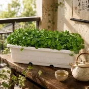 金錢草 錢幣草 銅錢草 白色磚紋長槽 塑膠盆器 室內植物 觀葉植物