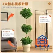 免運/公司貨 【仿真裝飾植物】仿真球形植物 金錢樹 落地盆栽 室內大型仿生擺件 直播間輕奢裝飾花全館折扣 售後保障 店長新品推薦 6m1115