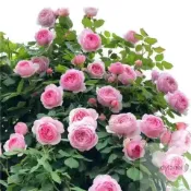 🌱 一元一粒日式園藝造景月季大花薔薇花苗濃香庭院爬藤植物玫瑰爬藤四季易種爬藤植物花卉陽臺庭院花苗微型盆栽矮化種子