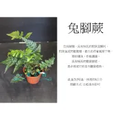 心栽花坊-兔角蕨/兔腳蕨/3吋/蕨類/觀葉植物/綠化植物/特價50
