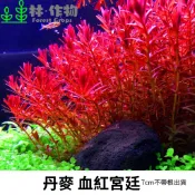 《林作物》水草 宮廷草大全 正版 丹麥血紅宮廷/紅宮廷/粉宮廷 水中葉 宮廷草 紅色水草 陽性草 一般級 血宮廷