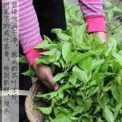 【品質驗證】杜仲茶正品張家界野生杜仲葉男女養生茶 日本流脂茶 包郵免運 限量