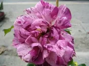 ╭＊田尾玫瑰園＊╯玫瑰花-(胭脂虎)-