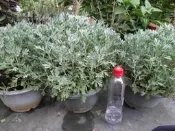 🙏勿直接下標 芙蓉 樹苗 盆栽 芙蓉圍籬 芙蓉綠籬 芙蓉草 芙蓉花 驅邪 避邪 玉芙蓉 海芙蓉 不是茉草 路邊攤俱樂部