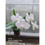 【字芫蘭園】原生種Phal.amabilis Tai wu 大武阿嬤 【實生苗】蝴蝶蘭