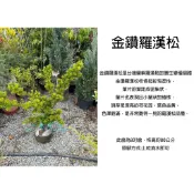 心栽花坊-金鑽羅漢松/造型樹/羅漢松/8吋/松/杉/柏/檜/售價1800特價1500