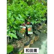 《花果山🐒》 -- 冬天葉子少少或無葉 養生紅棗、黑棗、大果和田大棗 4.5吋盆接苗 可鮮食不用加工 公館紅棗