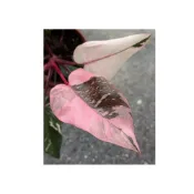 (店+)開心農元-觀葉植物- 黑櫻桃粉紅公主 大理石粉紅公主 粉紅公主蔓綠絨 Philodendron Pink Princes
