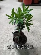 紫真趣羅漢松【新中港花卉】