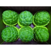 【i郵購】《蓮霧王》台東大目釋迦精品大顆6~7粒裝【5台斤±5%】X1盒【本島免運】