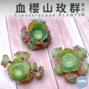 🌵✧植得栽✦【血櫻山玫群】山地玫瑰/景天科/韓國多肉/多肉植物/多肉/韓國進口多肉/植栽/植物/Succulents