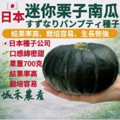 城禾農產🍃 すずなりパンプティ日本迷你栗子南瓜種子 6粒 栗子南瓜種子 日本栗子南瓜種子 栗子南瓜種子 迷你栗子南瓜種子