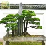青芽園藝松樹種子 四季種植 美人鬆 油鬆 華山鬆 鬆樹盆栽旺宅好運觀賞盆栽松樹 觀賞花卉種子 羅漢松造景盆栽種子