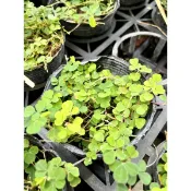 植系青屬-蠅翼草/蠅翅草/地被植物/三吋盆