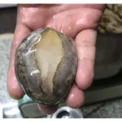 紅毛港海鮮市集  厚肉帶殼鮑魚(大尺寸)｜肉厚飽滿,口感Q彈 冷凍鮑魚 (14P)
