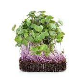 Microgreens苗菜種子-羽衣甘藍