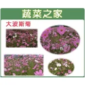 【蔬菜之家】H08.墨西哥大波斯菊種子600顆(顏色綜合， 美化綠化環境作物)花卉 花類種子