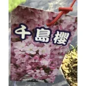 ★綠霖園藝★千島櫻 嫁接苗 觀賞植物/水果樹苗/新興果樹/果苗/嫁接/植物/盆栽