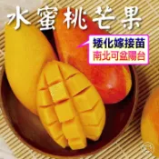 水蜜桃芒果大苗🟡強力矮化.開過花-可陽台產果🟡 土芒果 夏雪芒果 愛文芒果 金煌芒果 芒果 芒果苗 樹苗 果苗 水果