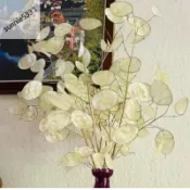 青芽園藝 💮（新品銀扇草種子）多年生金錢花、銀幣草 月亮草種子 家居裝飾果莢種子 盆栽露台庭院可種植 95%發芽率