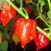 淘花運種業 🌶️（特立尼辣椒種子）新種上市 （變態辣）高度約為80-120CM 果實芳香 高產可觀賞可食用辣椒種子 庭