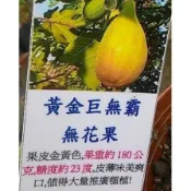 黃金巨無霸無花果苗五吋盆   無花果 果樹 果苗 根系健全 土上15-30CM 果樹果苗無花果盆栽超甜好吃肥料