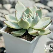 【星辰多肉】桃太郎  三吋 穩根連盆寄送。多肉植物，療癒，觀葉，多肉。（寄送會掉葉，可接受再下單）